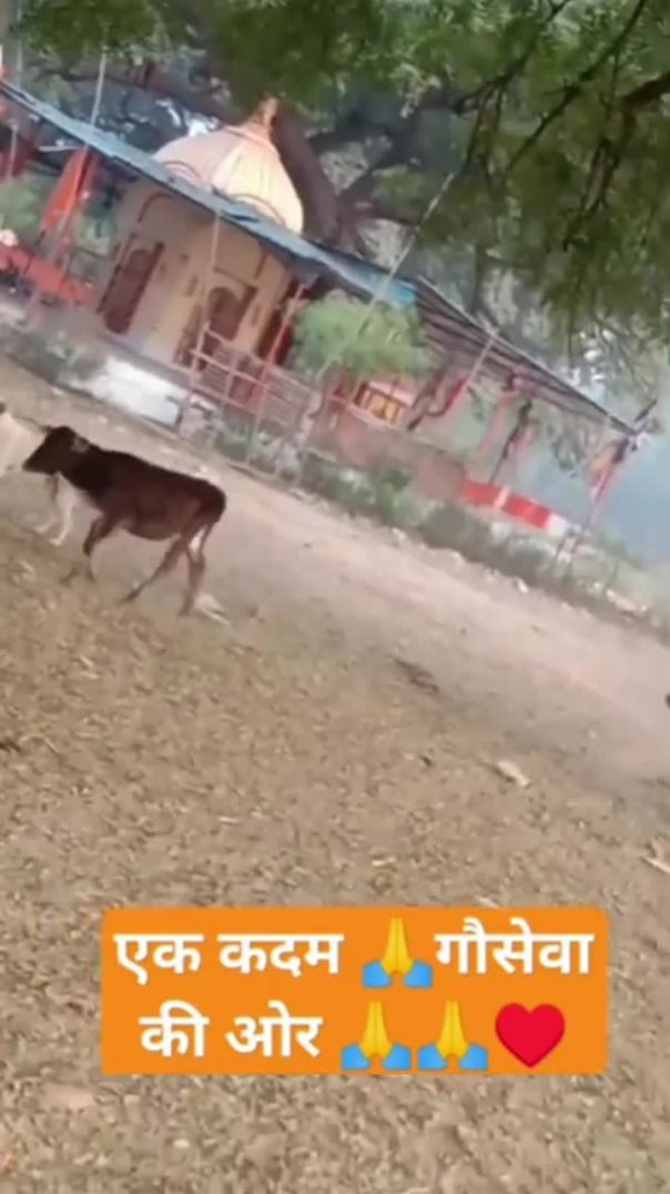 गौ सेवा ही परम धर्म है 🙏 #vrindavan #gauseva #tranding #gaumata (1)