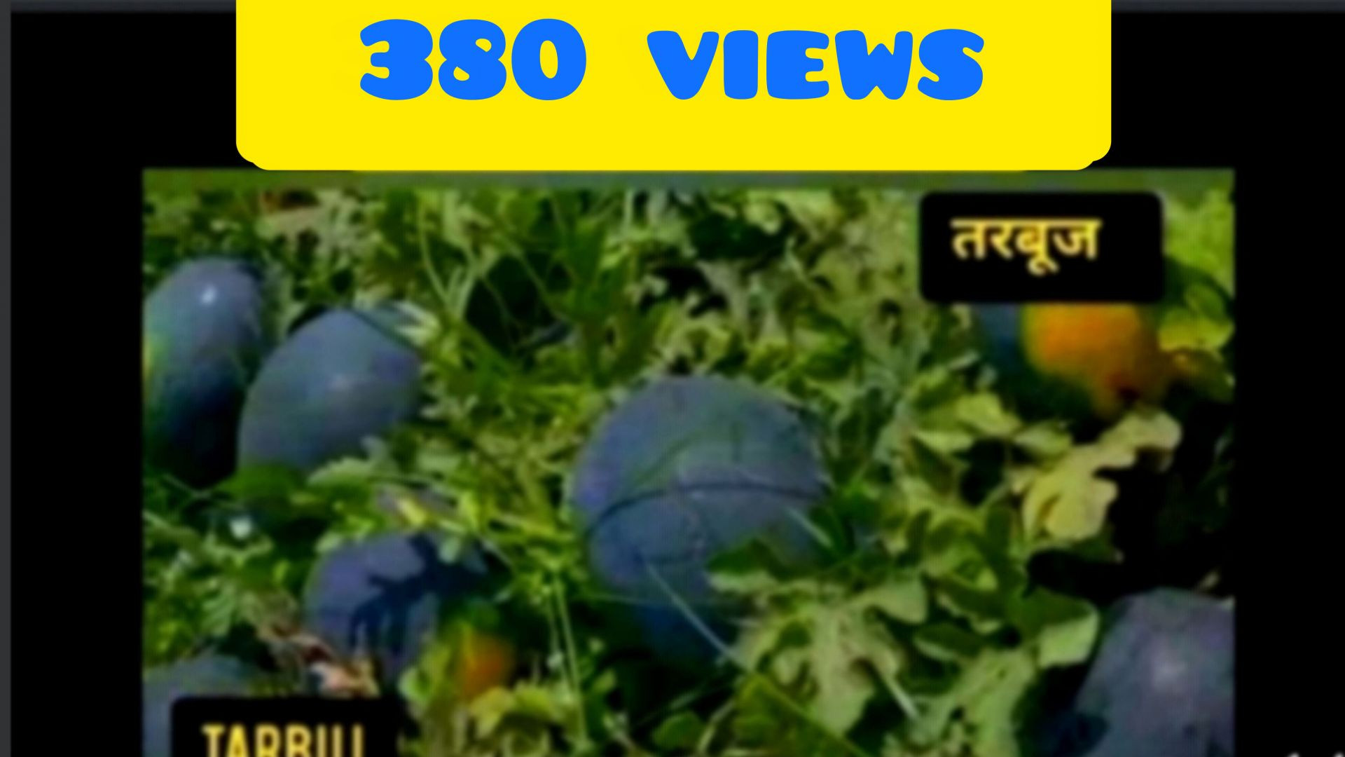 तरबूज के खेत की सैर