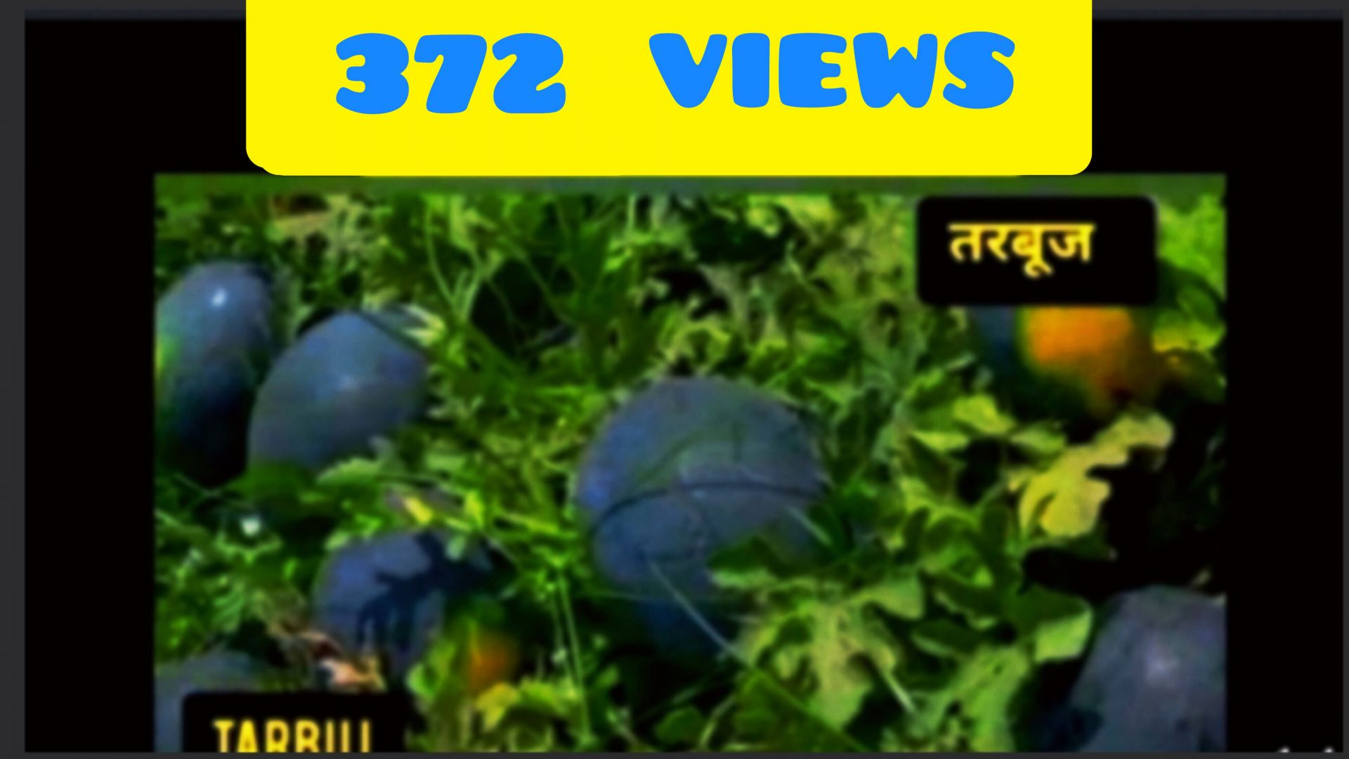 Naeem तरबूज के खेत की सैर