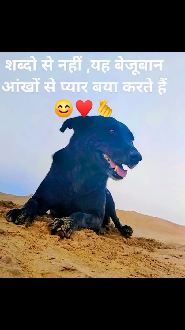 FB_VID_4227782644008234518