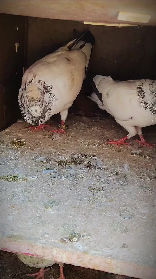 ⁣My Most Beautiful Pigeon 🐦