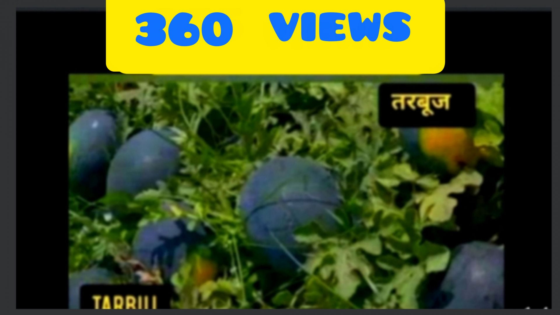 तरबूज का खेत Apnatube