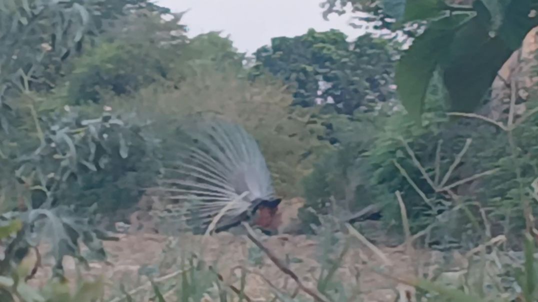⁣Morning peacock dancing