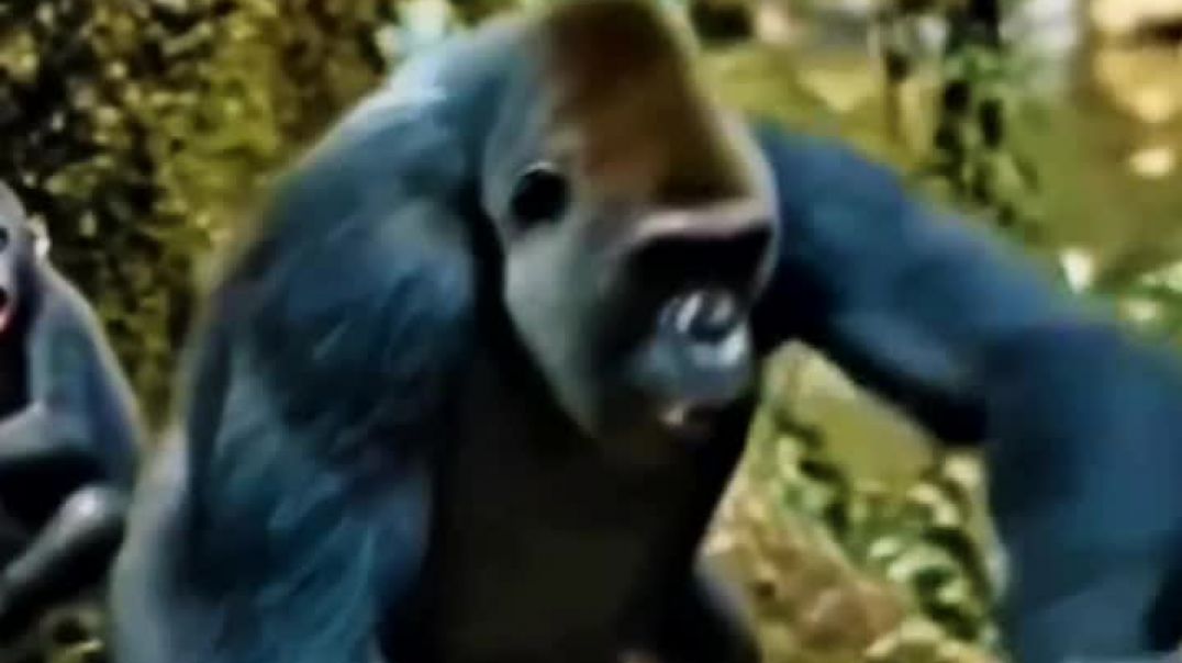 Fighting Wild Animals
