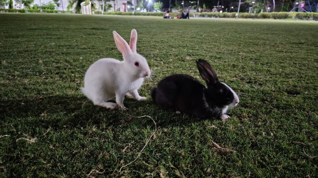 ⁣Rabbit Mila 🐰🐰🐰🐰🐰🐰