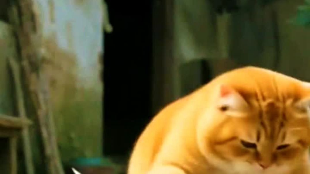 ⁣Cat vs Lion Funny Video Memes