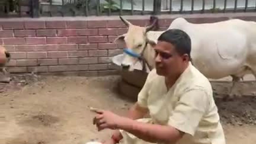 ⁣स्वागत है हमारे घर की नई सदस्या “वृंदा” का जो गोवत्स है कल्याणी की, देखिये अपनी माता के संरक्षण