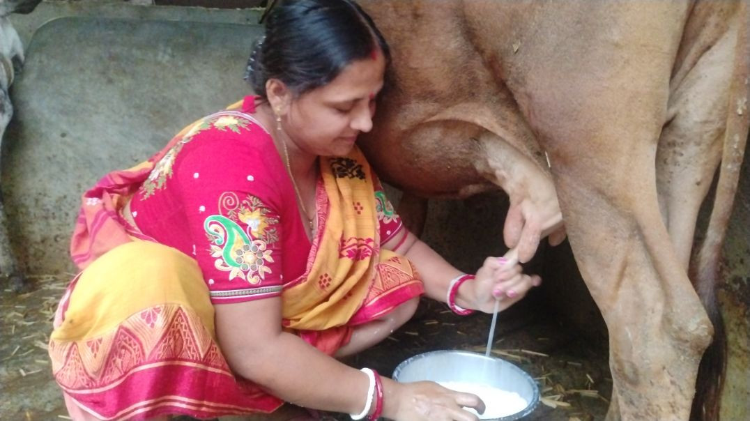 ⁣Cow Milking Process in village life #cowmilking#dailylife