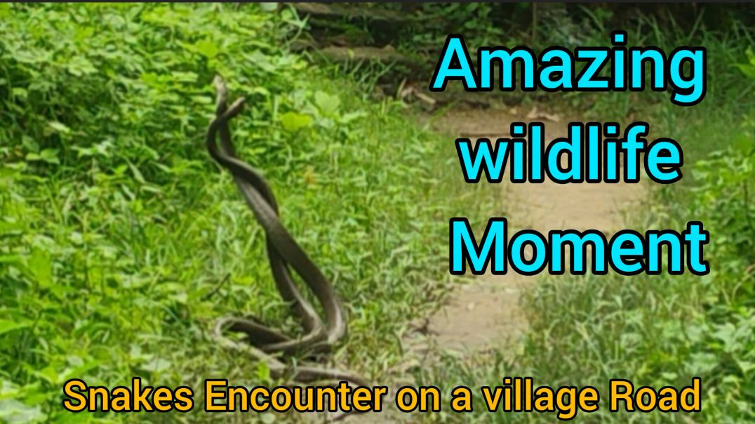 ⁣बहुत दिनों बाद ऐसा नजारा देखने को मिला। সাফের শঙ্খ লাগা ভিডিও# amazing wildlife Moment#kingcobra