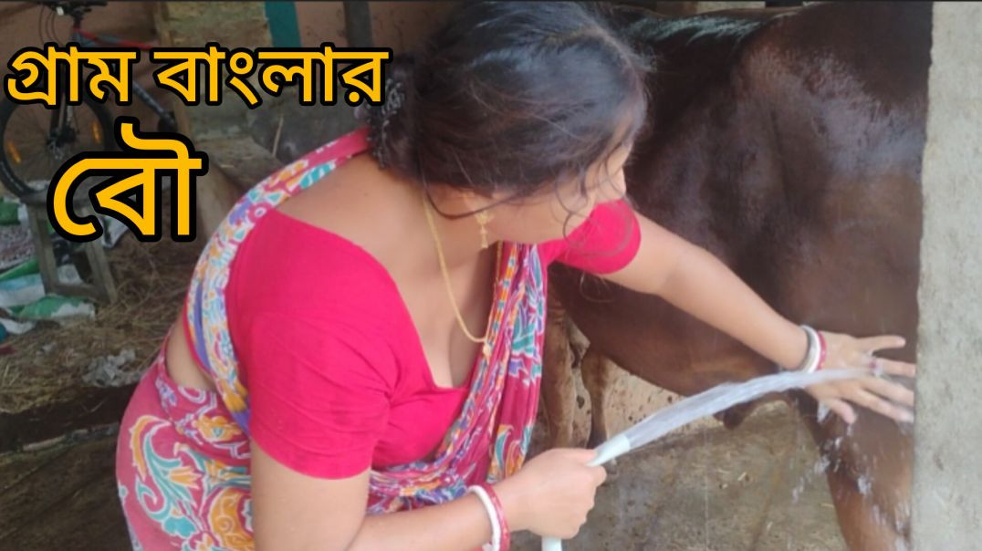 ⁣গরুর স্নান করানো । গ্রাম বাংলার বাস্তব জীবন। Cow Bath irth Routine #villagecowbath