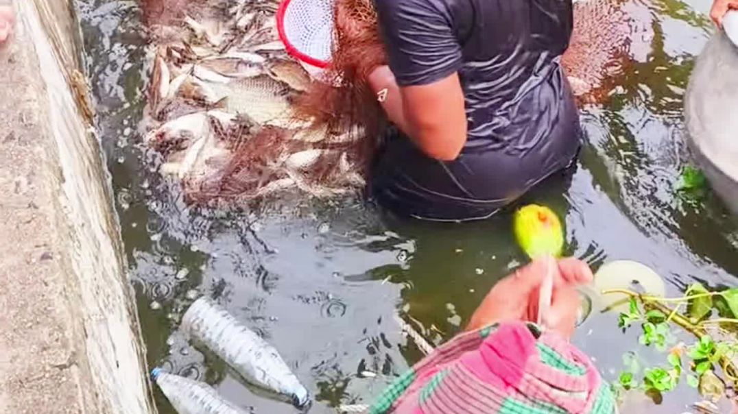 আমাদের পুকুরে জাল মেরে যা মাছ ধরা পড়ল জালের মধ্যে সেই ভিডিওটা আমি তোমাদের কাছে তুলে ধরলাম#viral#[656