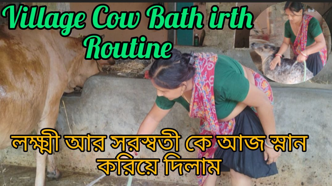 ⁣Village Cow Bath irth Routine l লক্ষী আর সরস্বতী কে আজ স্নান করিয়ে দিলাম #familycow#villagelife#dailyvlog