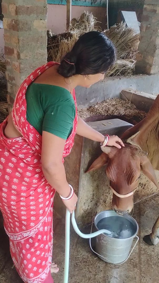 गौ माता को पानी पिला रहे हैं 🐄Cow lovers # farmLife