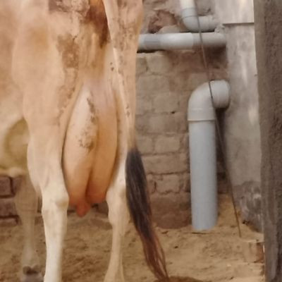 sihag_dairy_farm