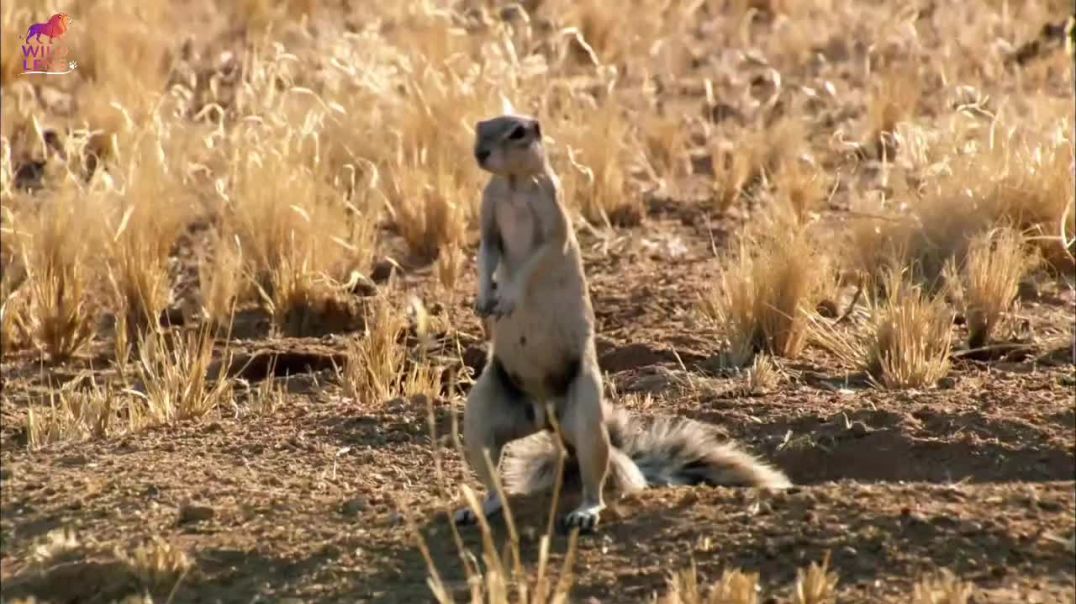 ⁣Cape Cobra 🐍 PART 2_ Wild Lens _documentary _wildanimals _wildlife _reels _hindi(720P_HD)